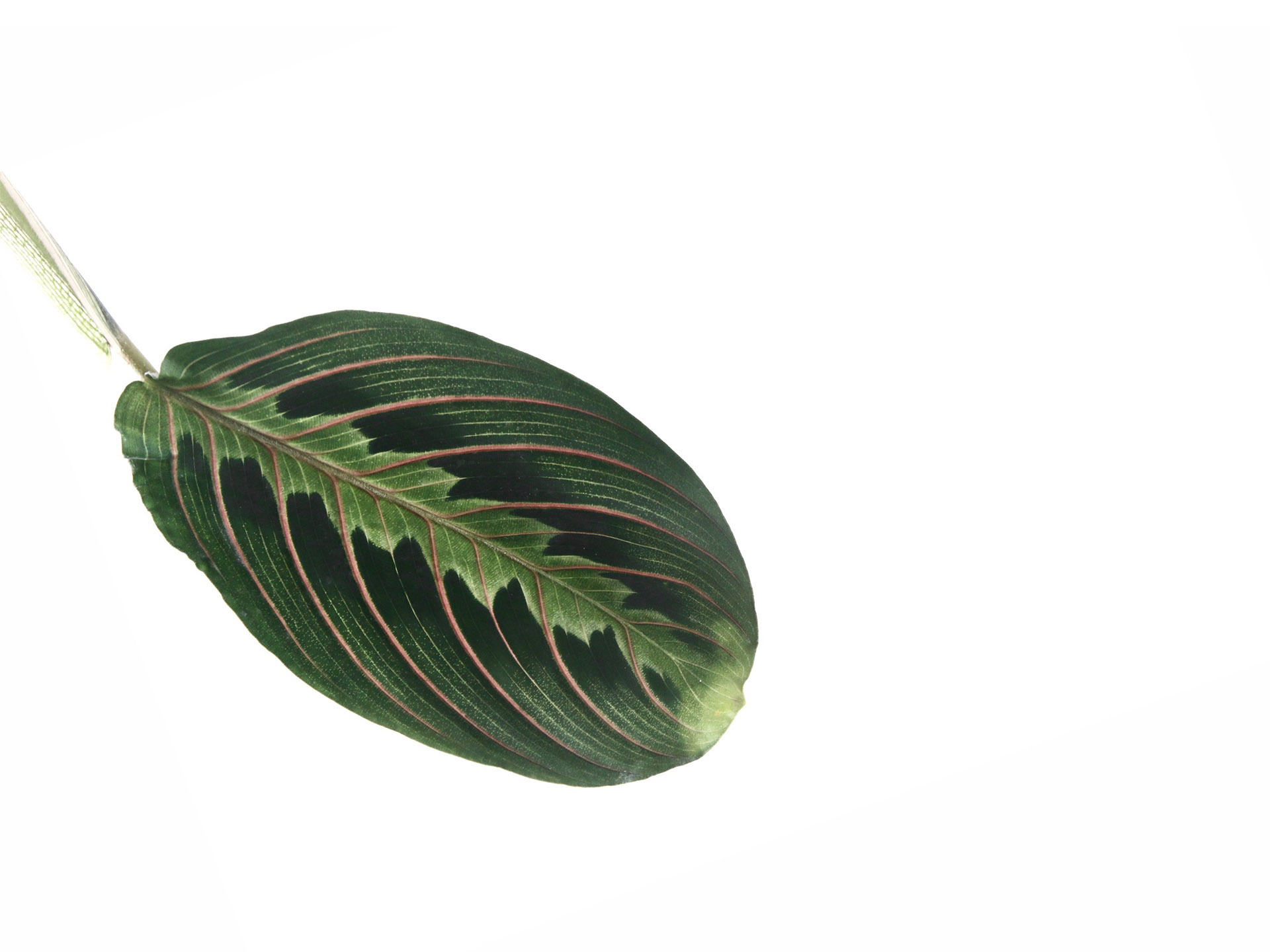 紅脈豹紋竹芋