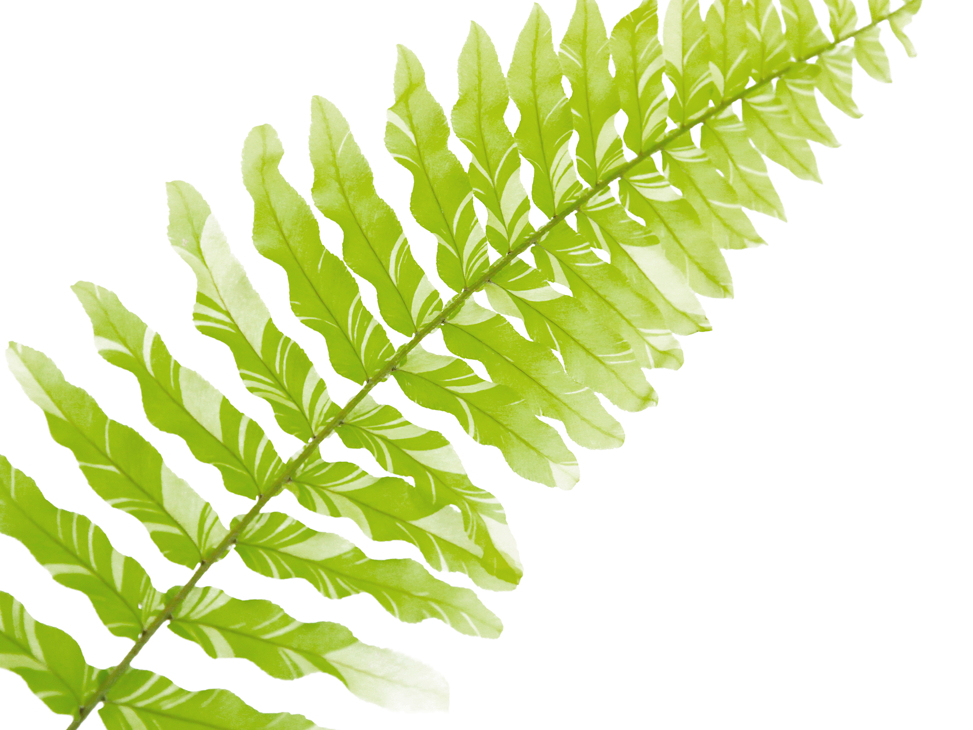 Nephrolepis Exaltata 